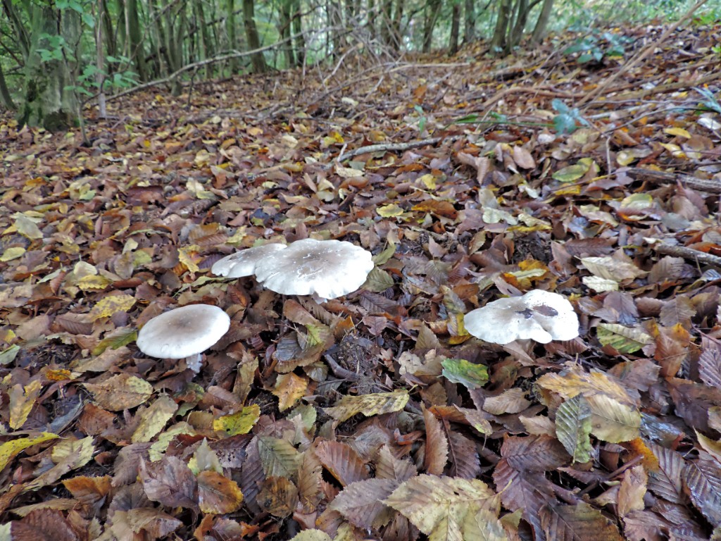 Nevelzwam [11614] 19-okt-2014 (Bentheimerwald, Bad Bentheim).jpg - Nevelzwam [Clitocybe nebularis]
